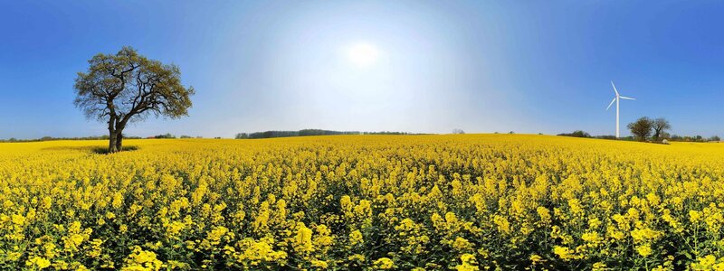 Sunlit canola field with wind turbine