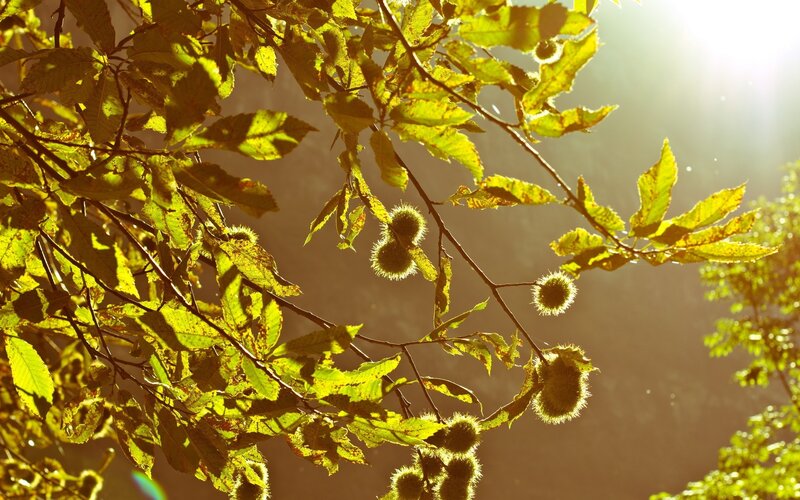 Sunlit chestnut branches