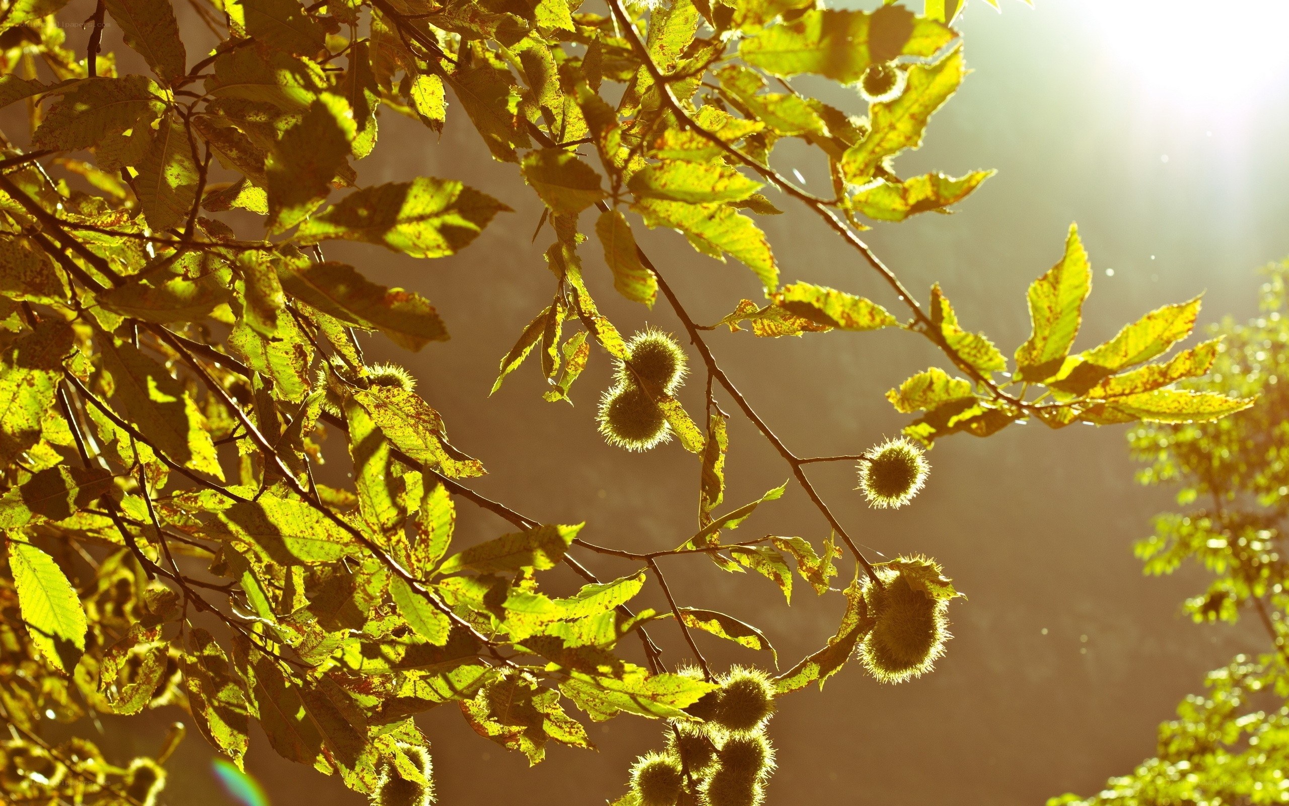Sunlit chestnut branches