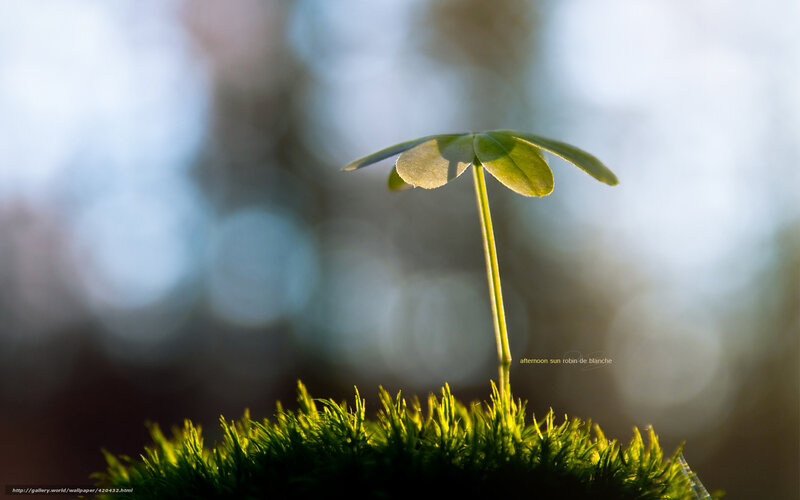 Sunlit clover sprout