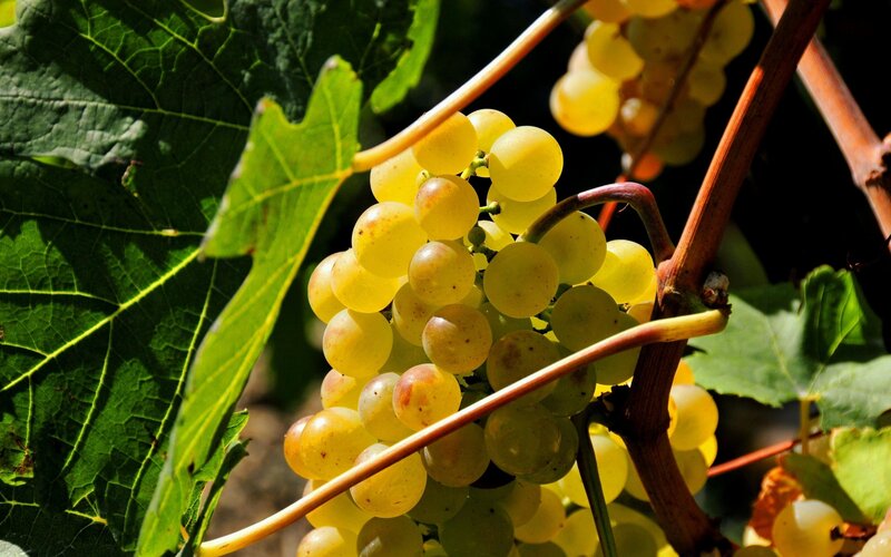 Sunlit cluster of white grapes