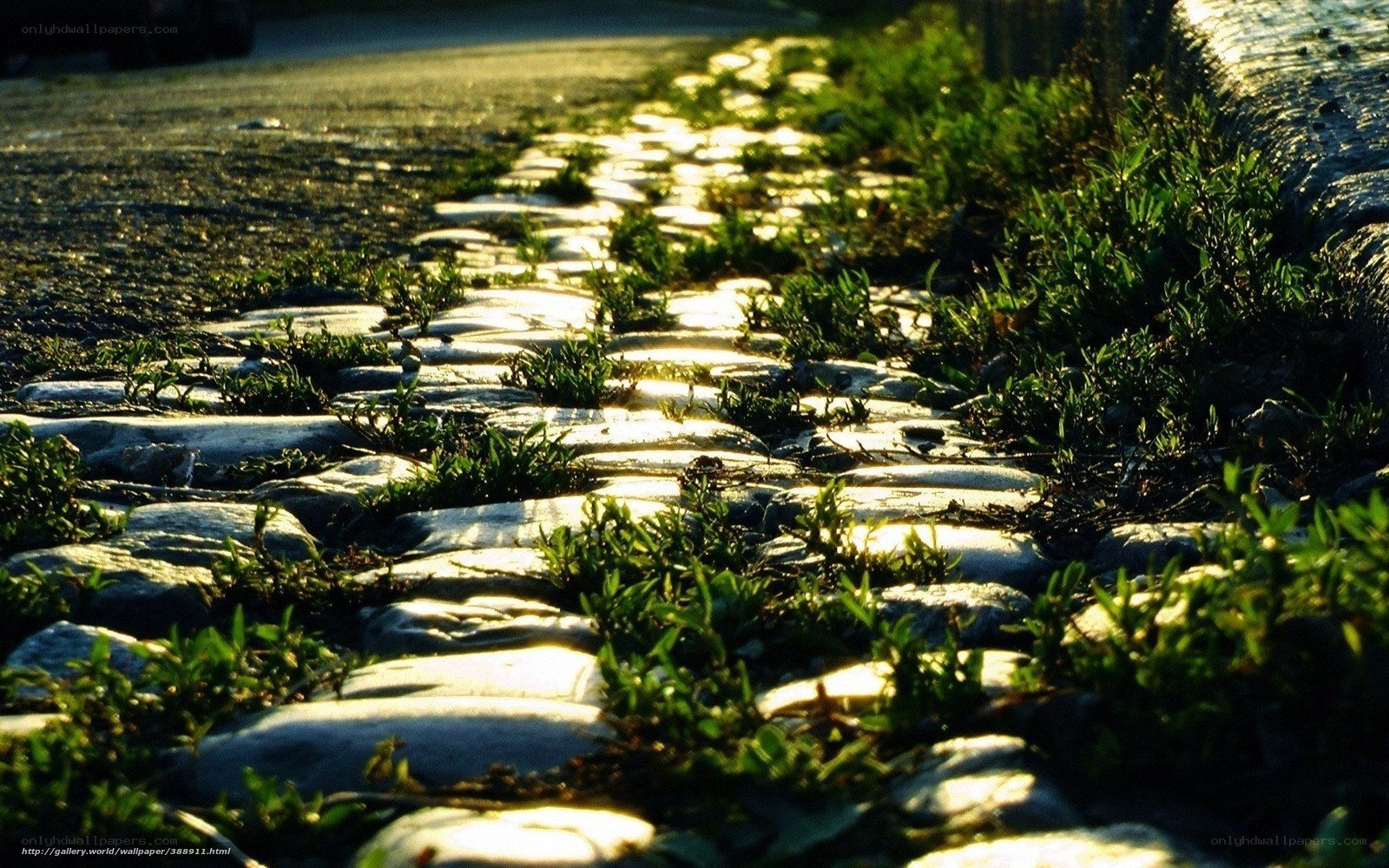 Sunlit cobblestone path