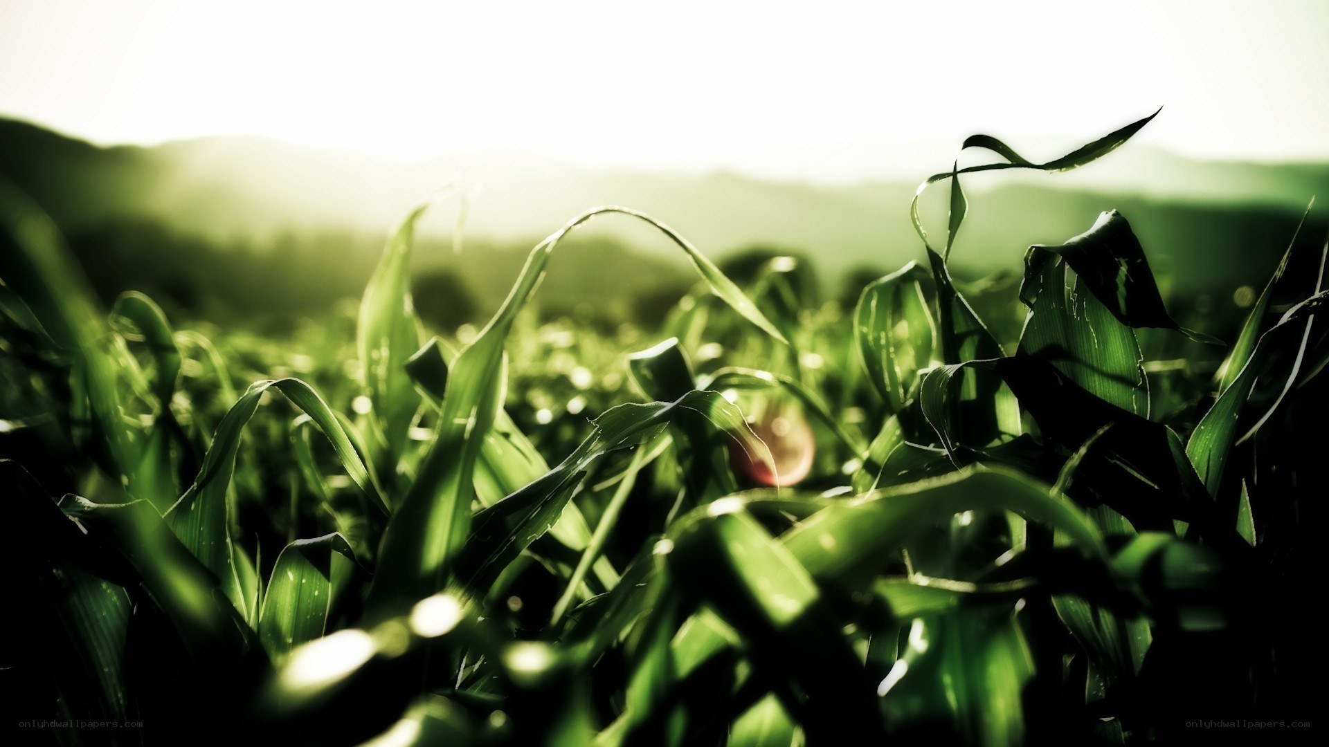 Sunlit cornfield at dawn