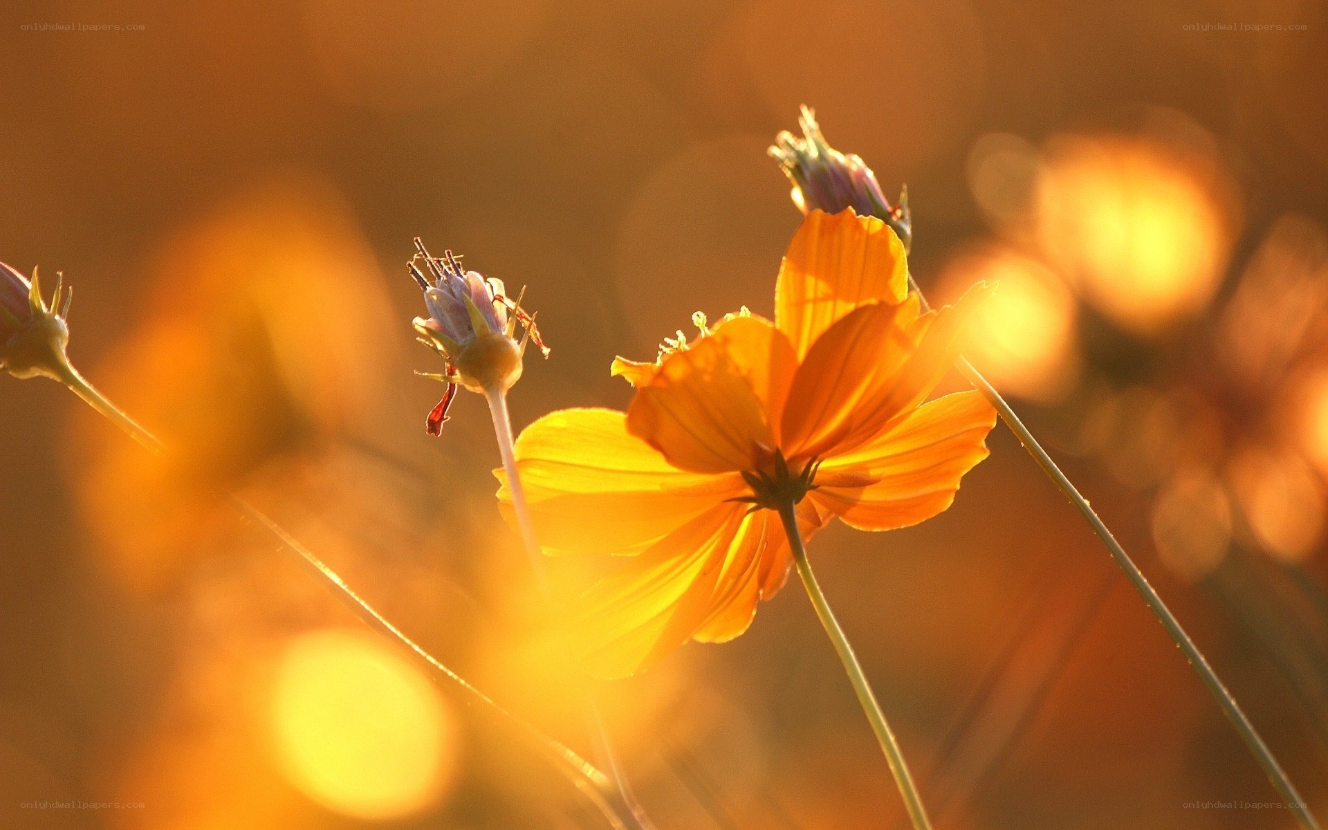 Sunlit cosmos flower in golden light