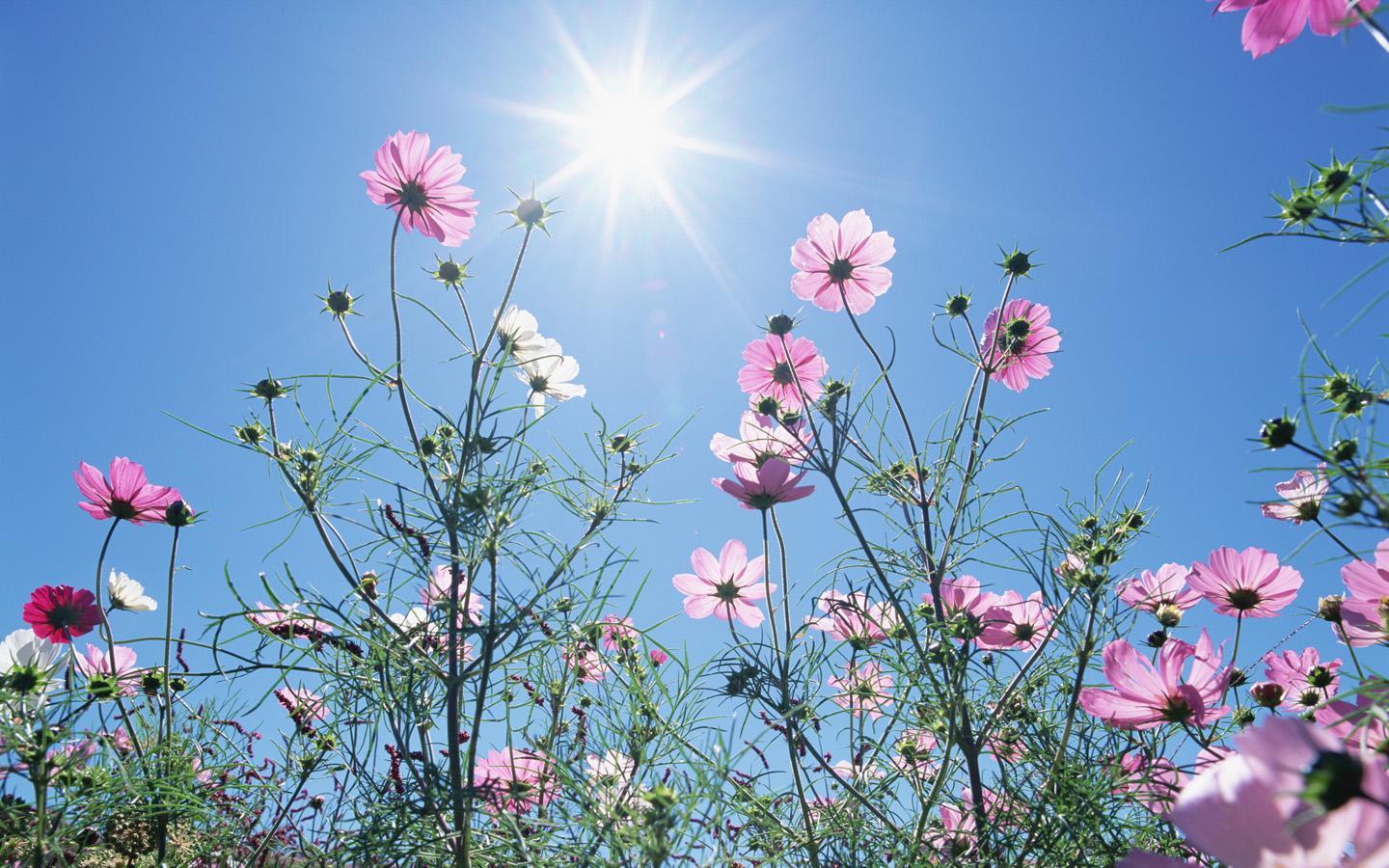 Sunlit cosmos flowers
