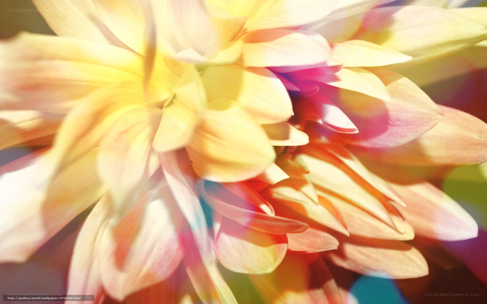 Sunlit dahlia flower