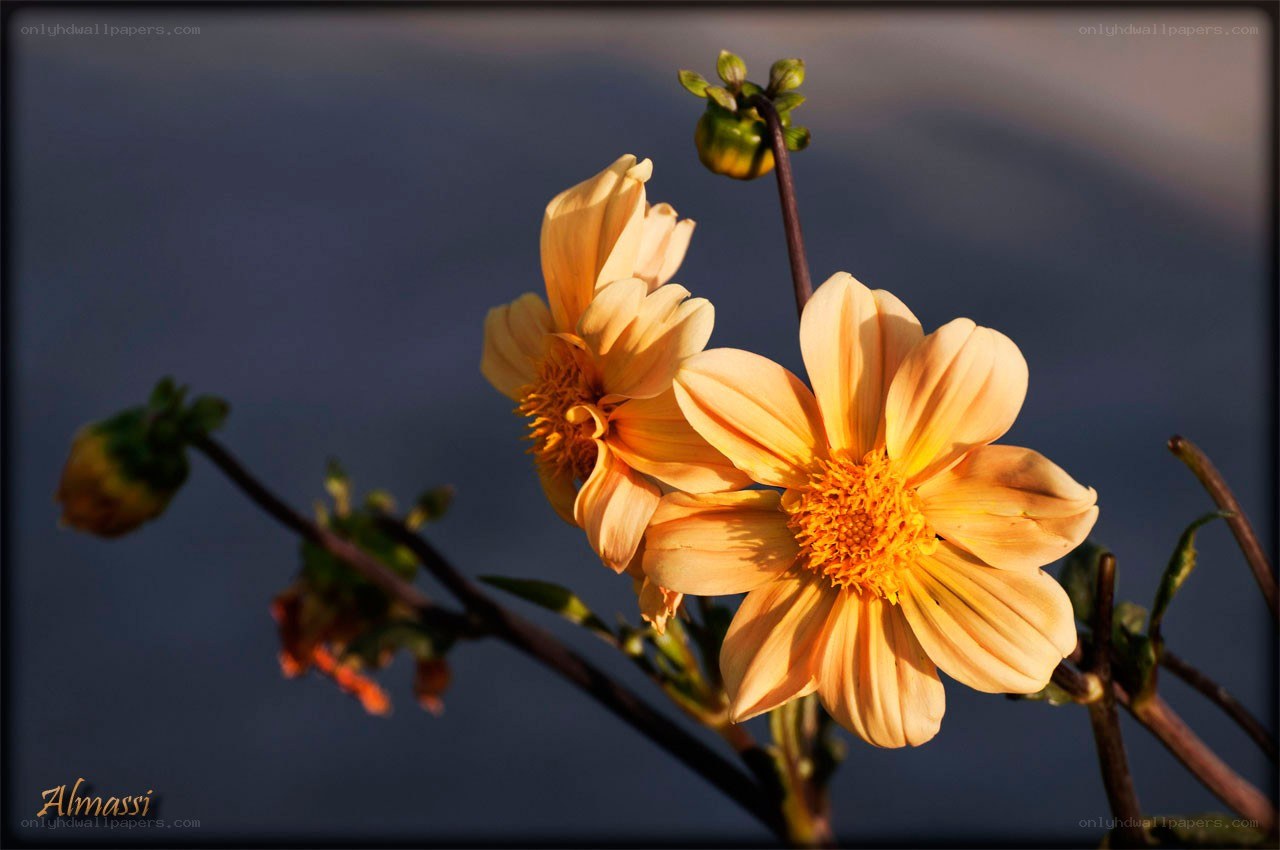 Sunlit dahlia flowers