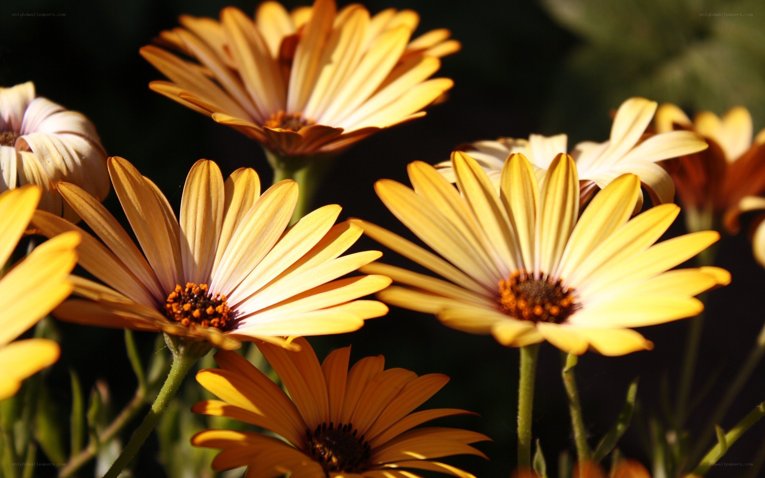 Sunlit daisies in bloom
