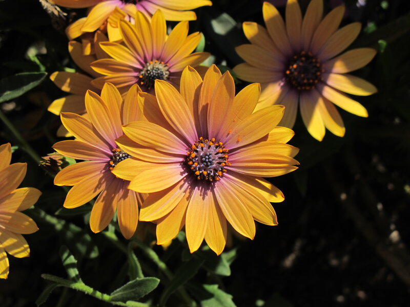 Sunlit daisies in garden