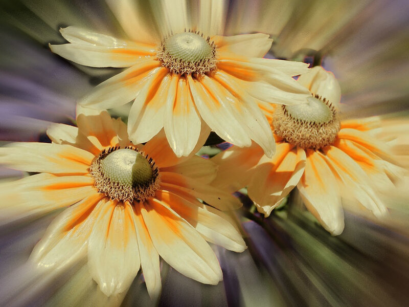 Sunlit daisies in motion