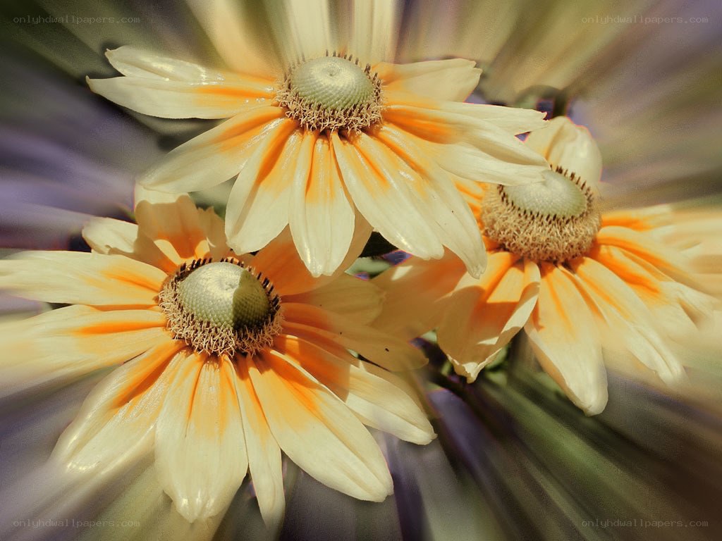 Sunlit daisies in motion