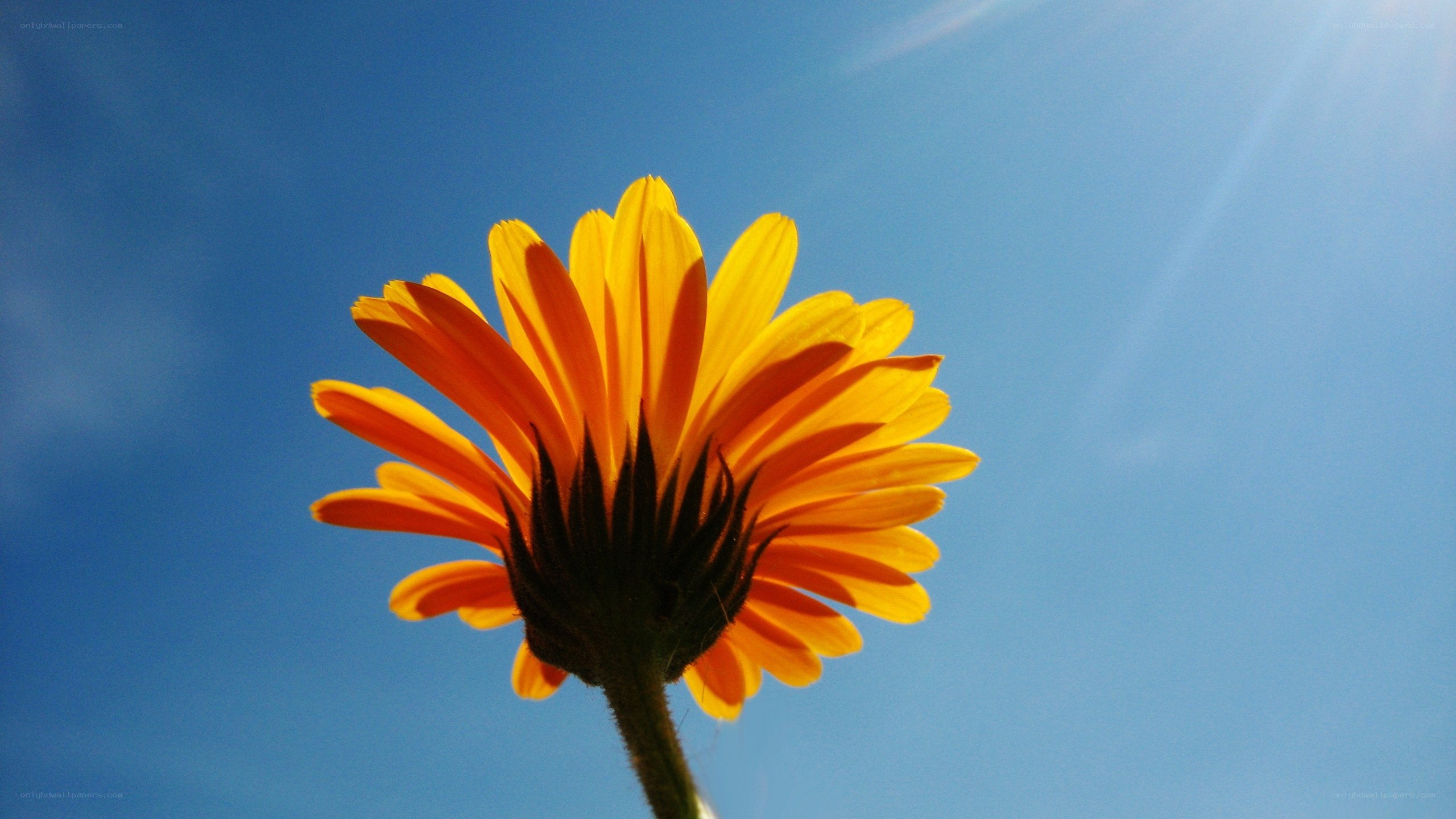Sunlit daisy against blue sky