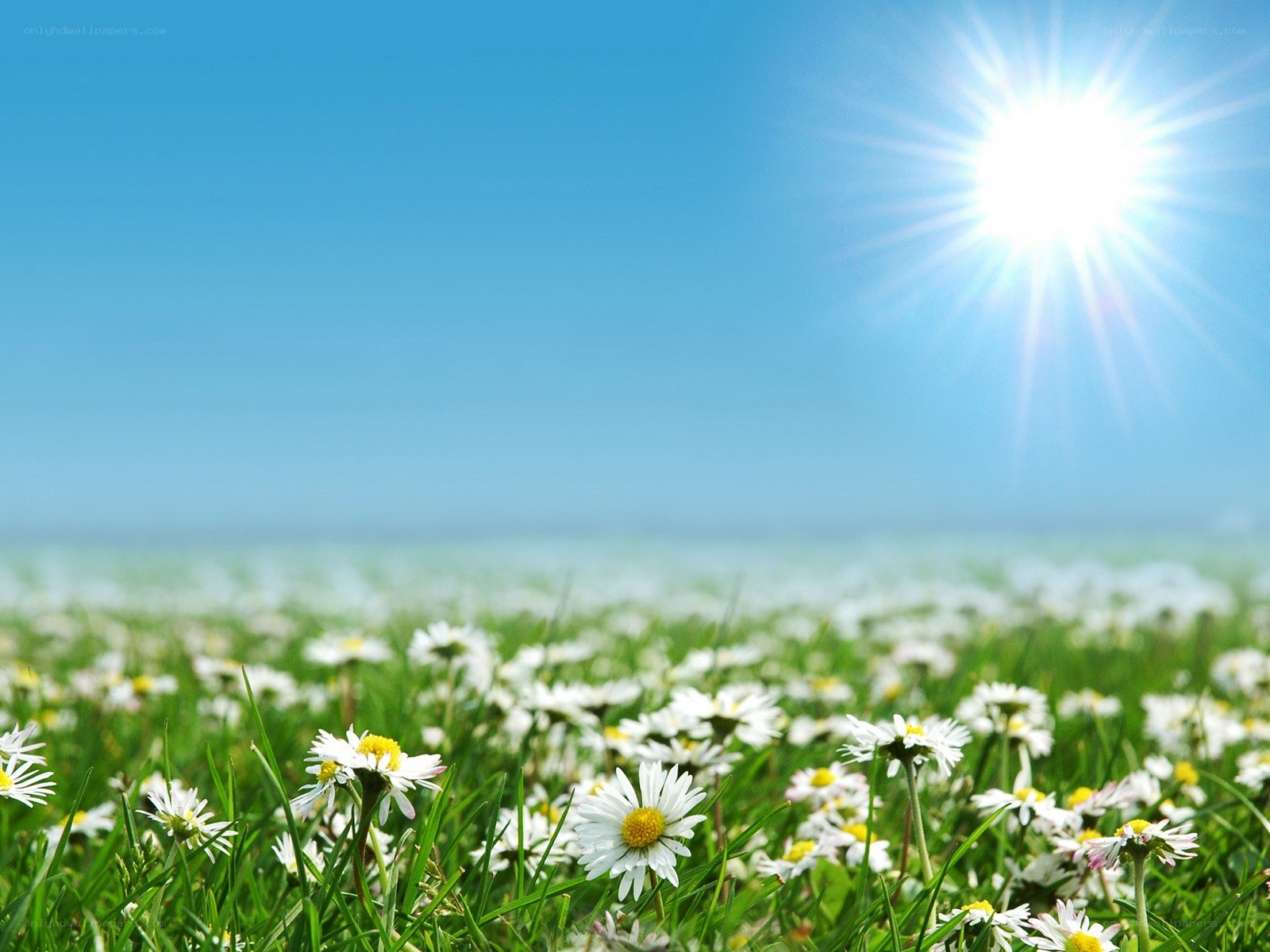 Sunlit daisy field