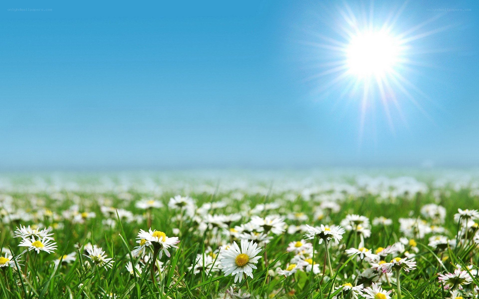 Sunlit daisy field