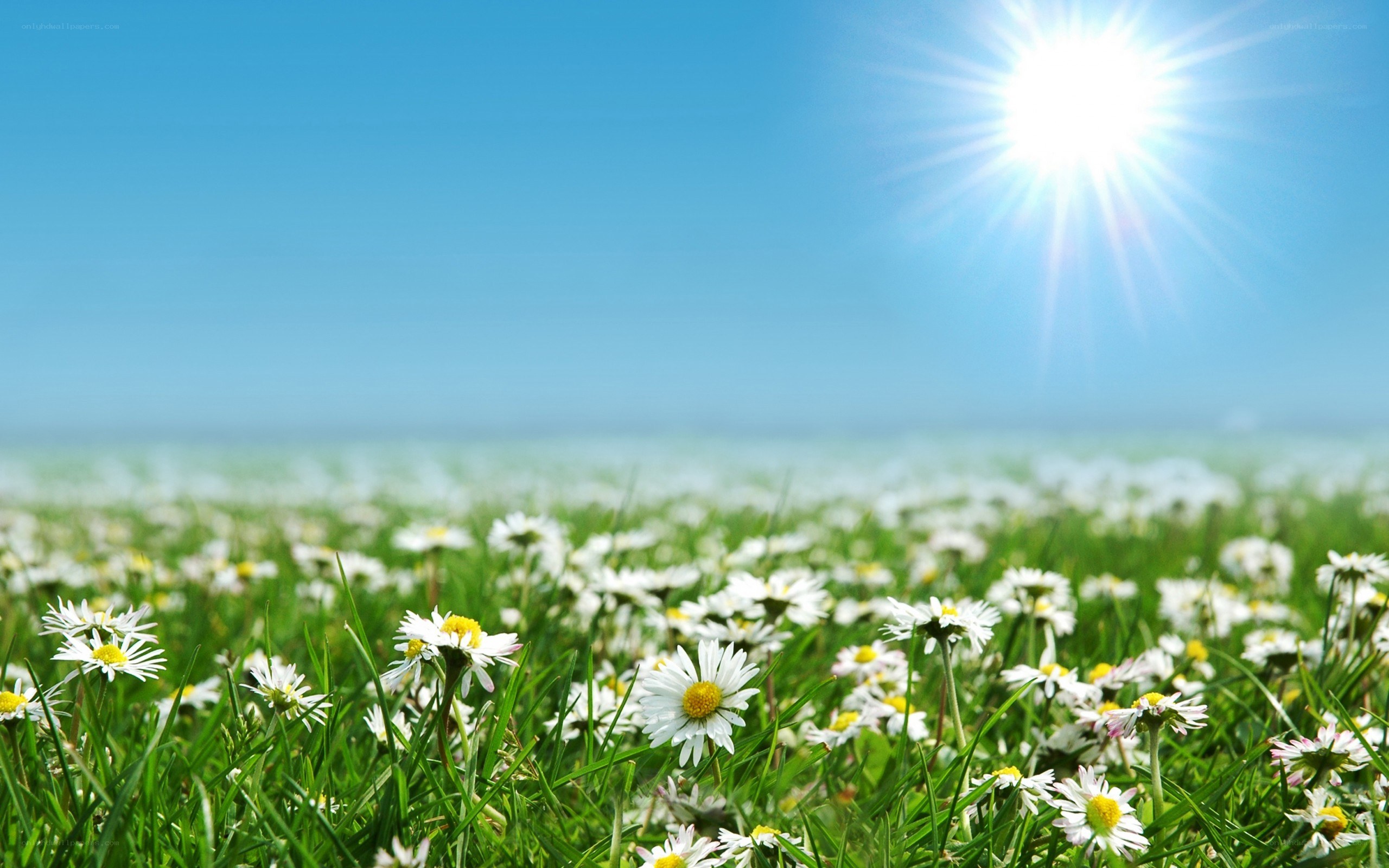Sunlit daisy field