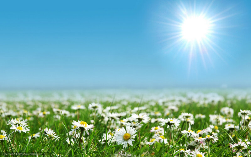 Sunlit daisy field
