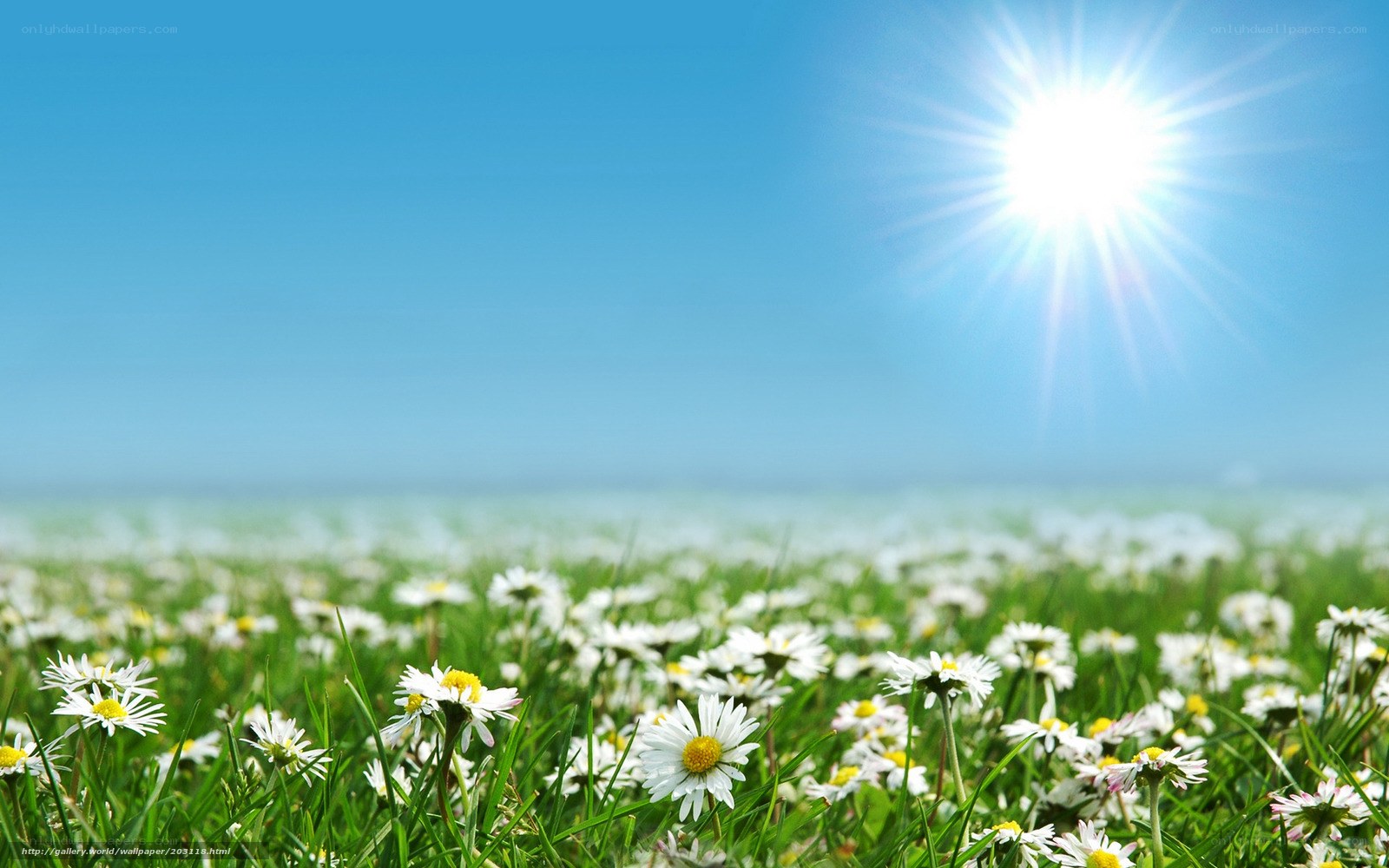 Sunlit daisy field
