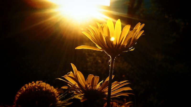 Sunlit Daisy Flowers — Yellow