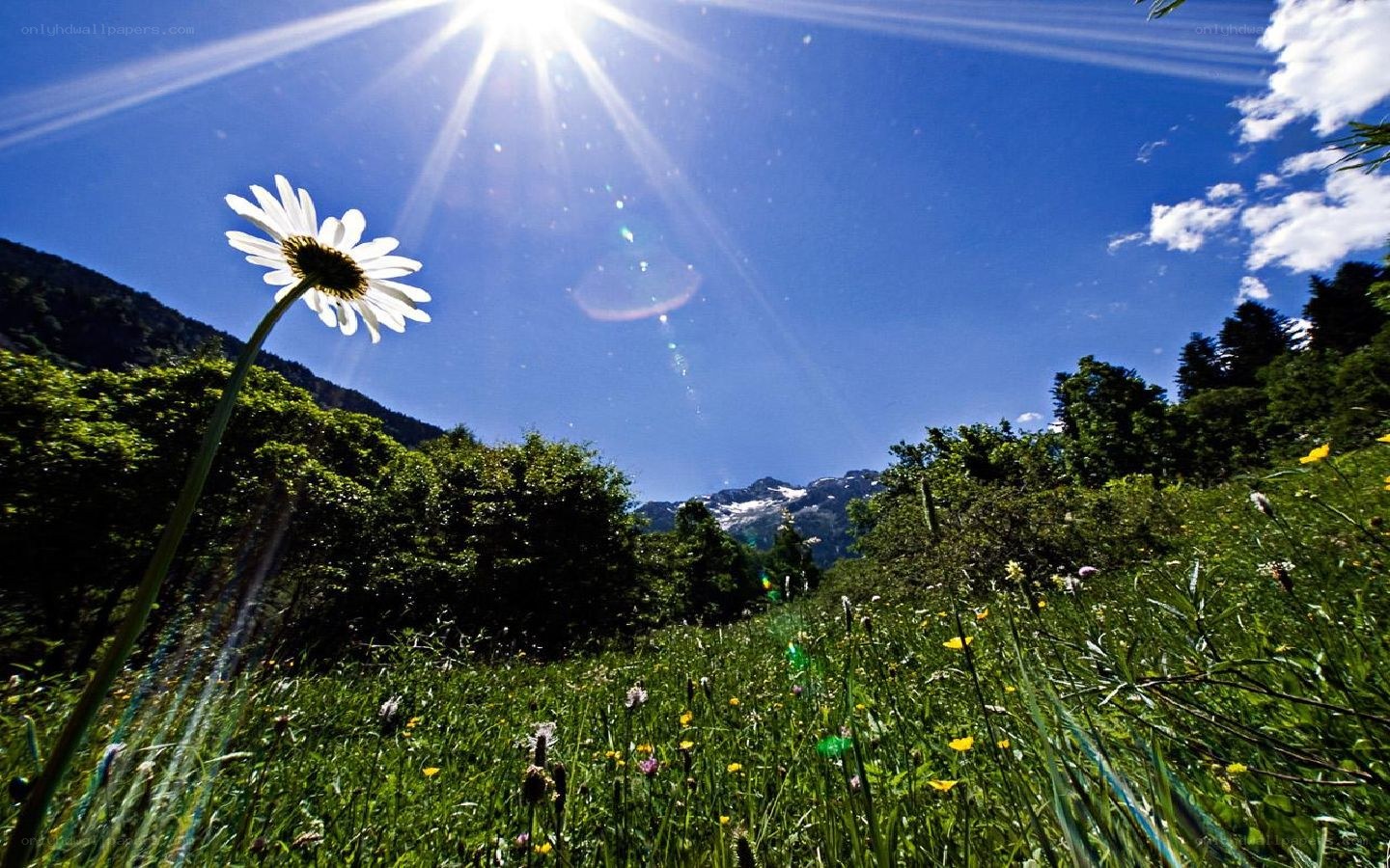 Sunlit daisy in a mountain meadow