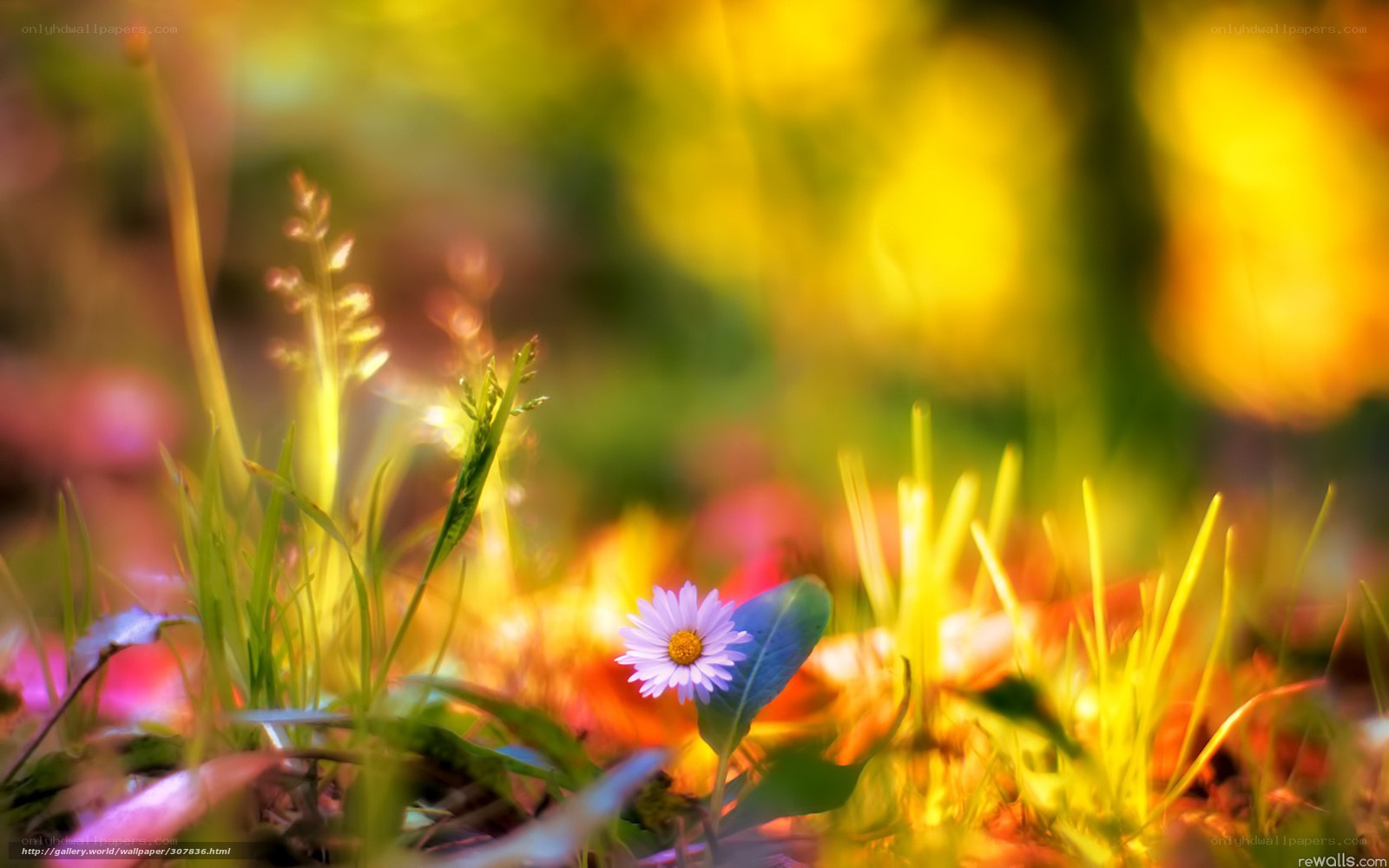 Sunlit daisy in grass