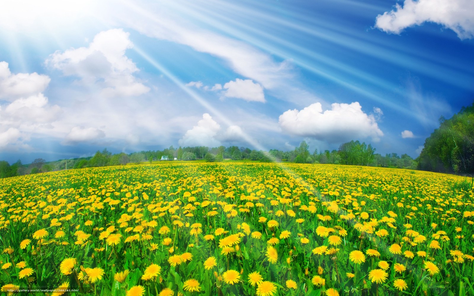 Sunlit dandelion field