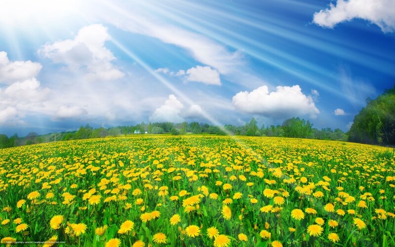 Sunlit dandelion field