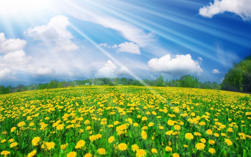 Sunlit dandelion field