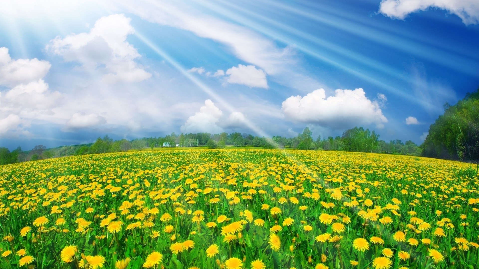 Sunlit dandelion field