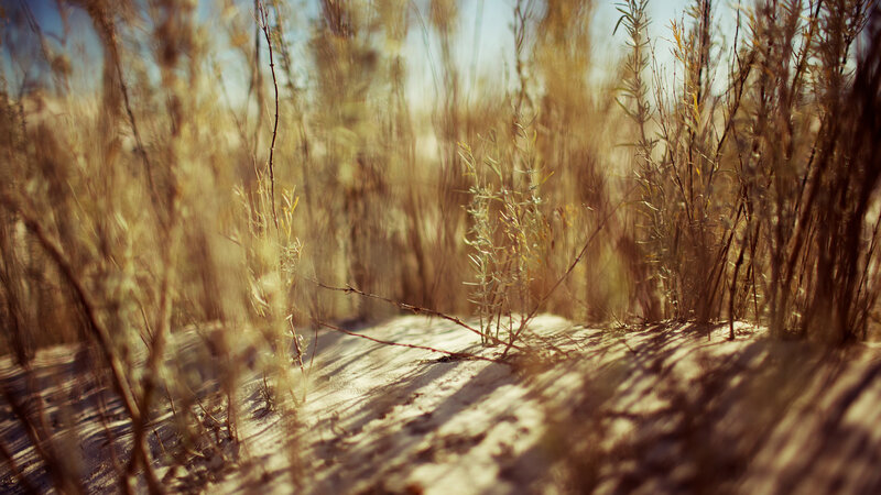 Sunlit desert grasses