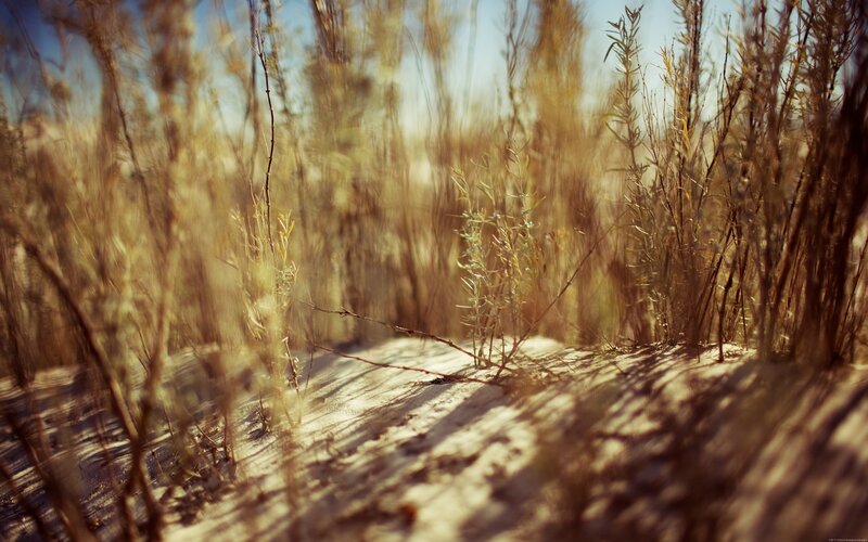 Sunlit desert grasses
