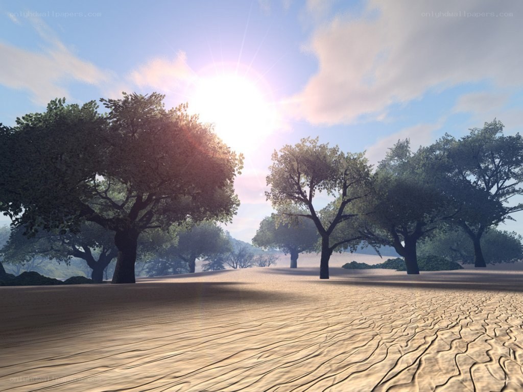 Sunlit desert with trees