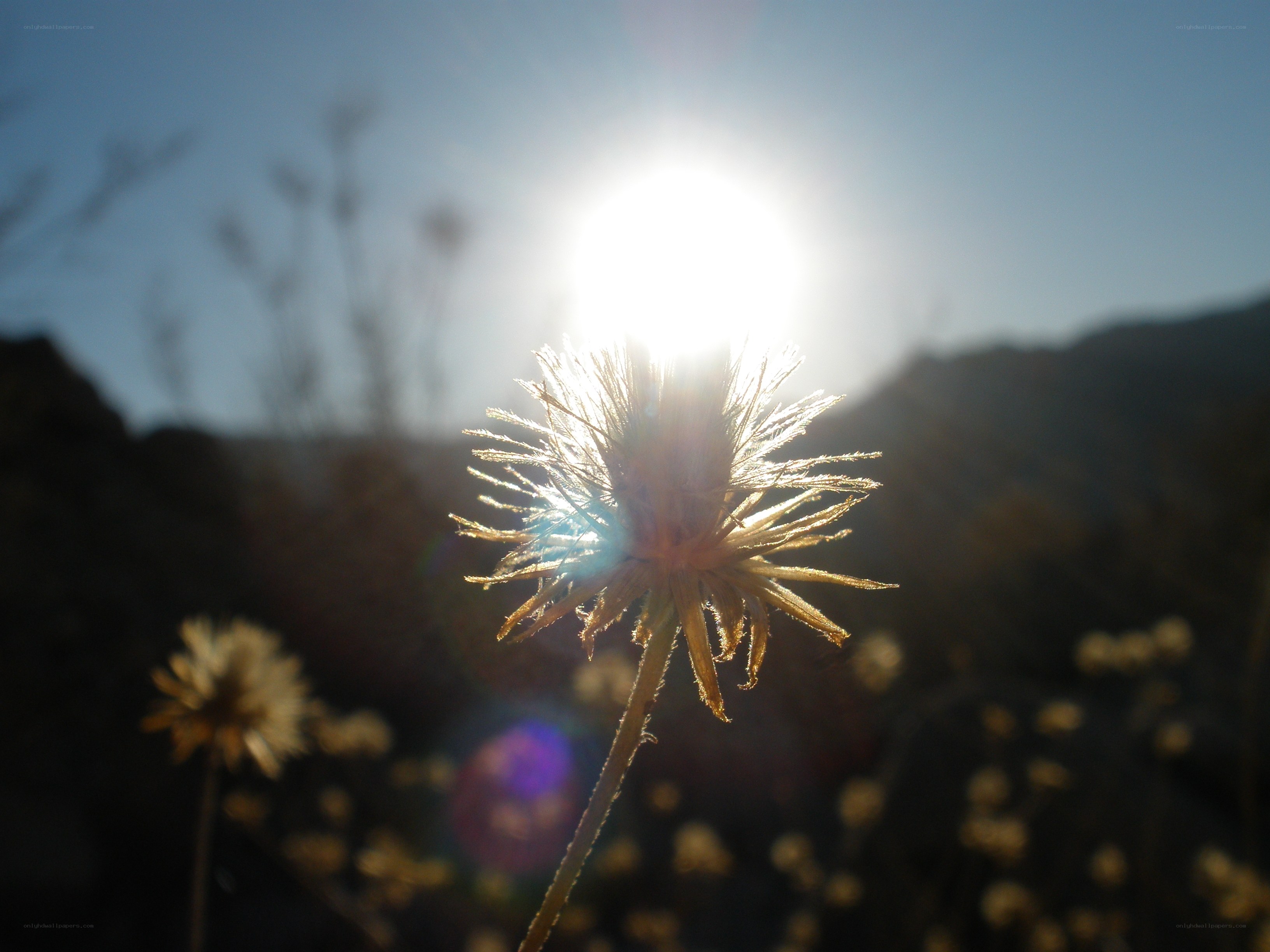 Sunlit dried flower in field