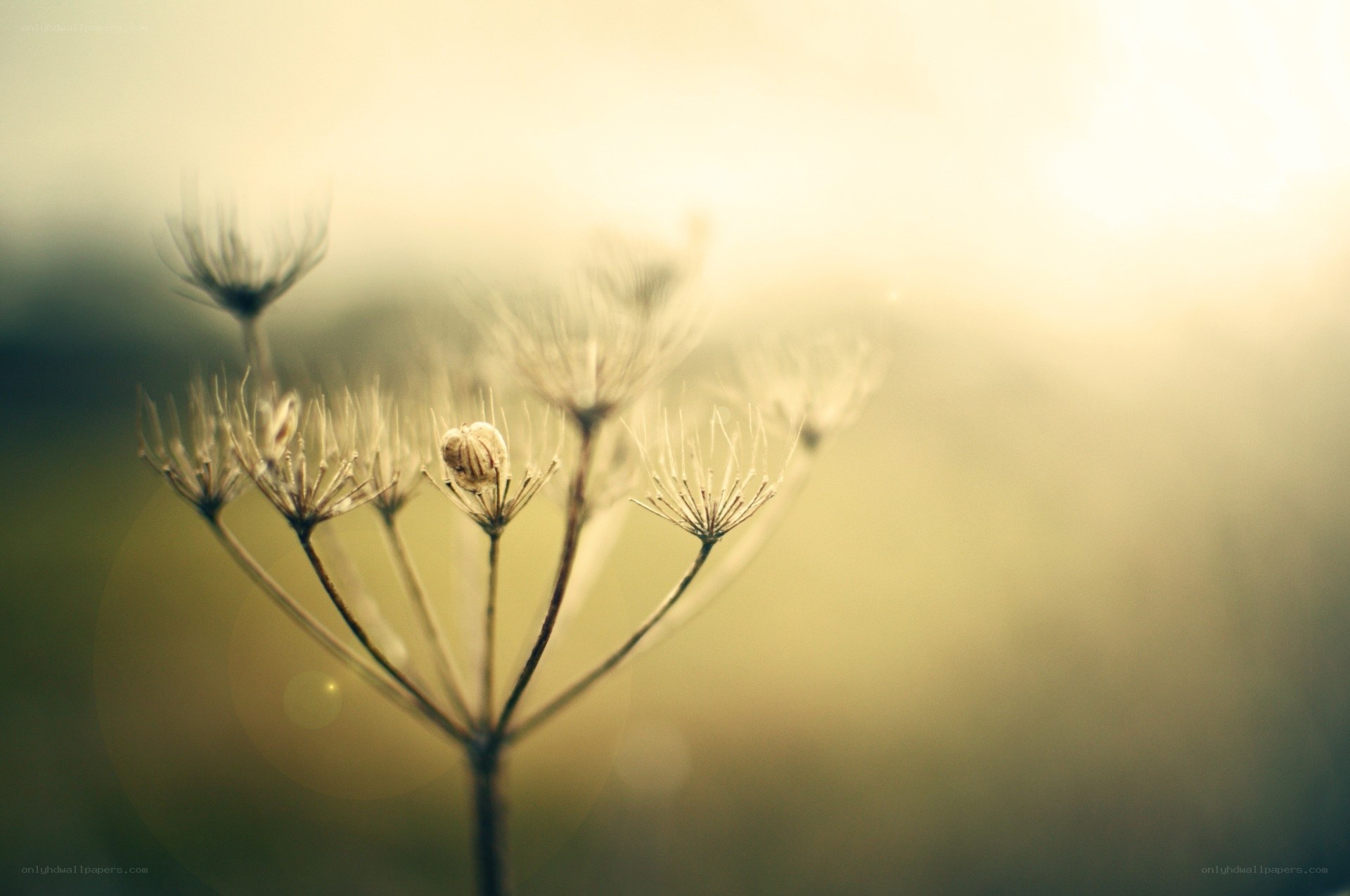 Sunlit dried flower in soft focus