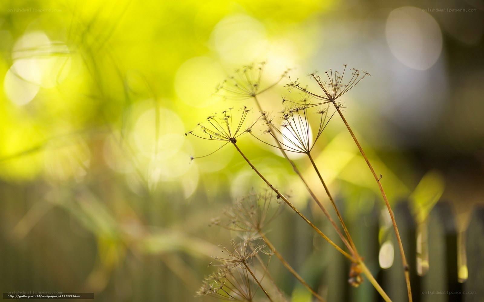 Sunlit dried flower stems