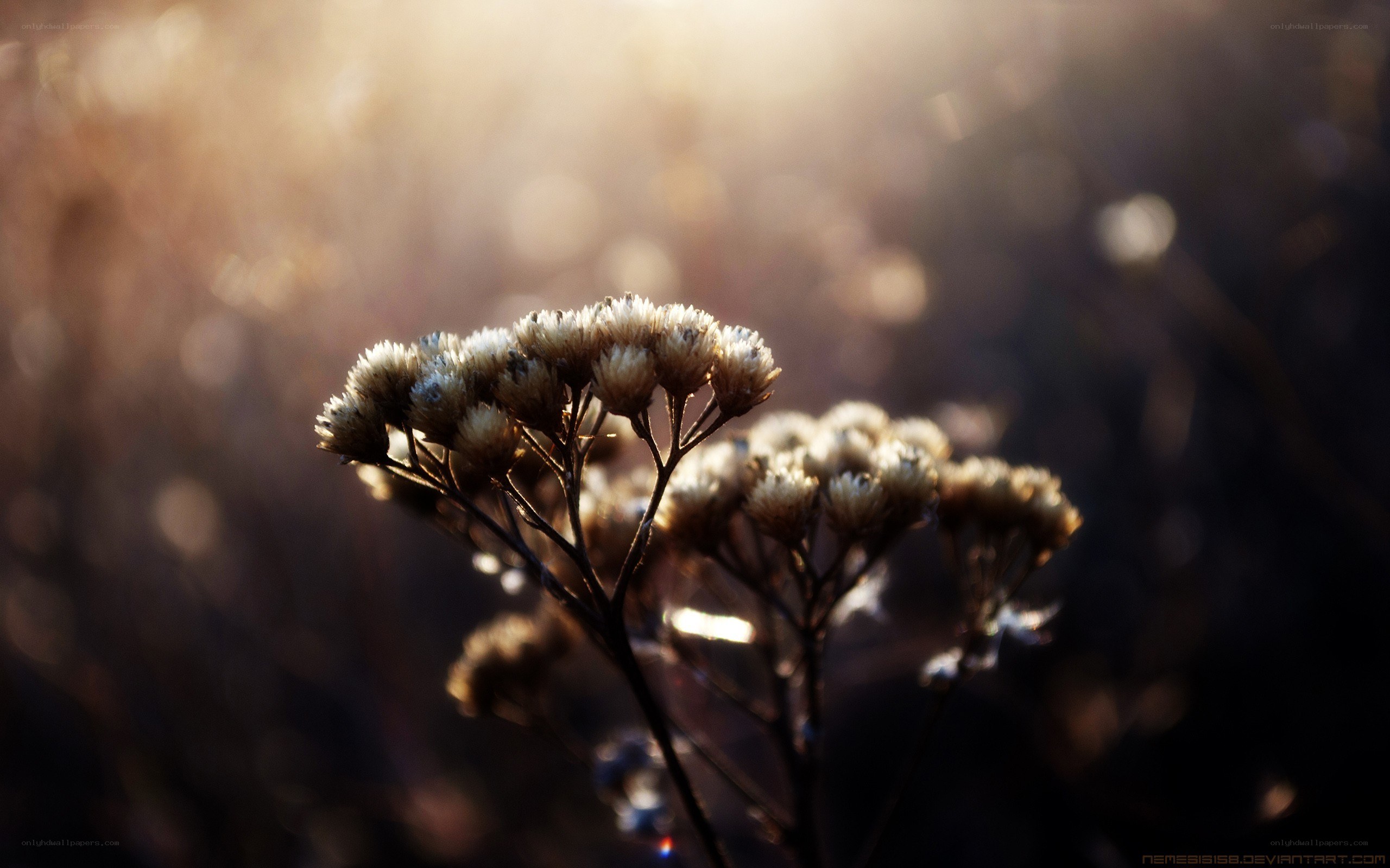 Sunlit dried flowers