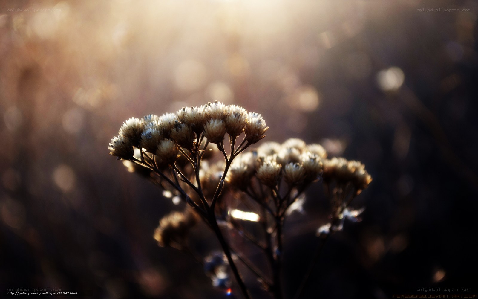 Sunlit dried flowers