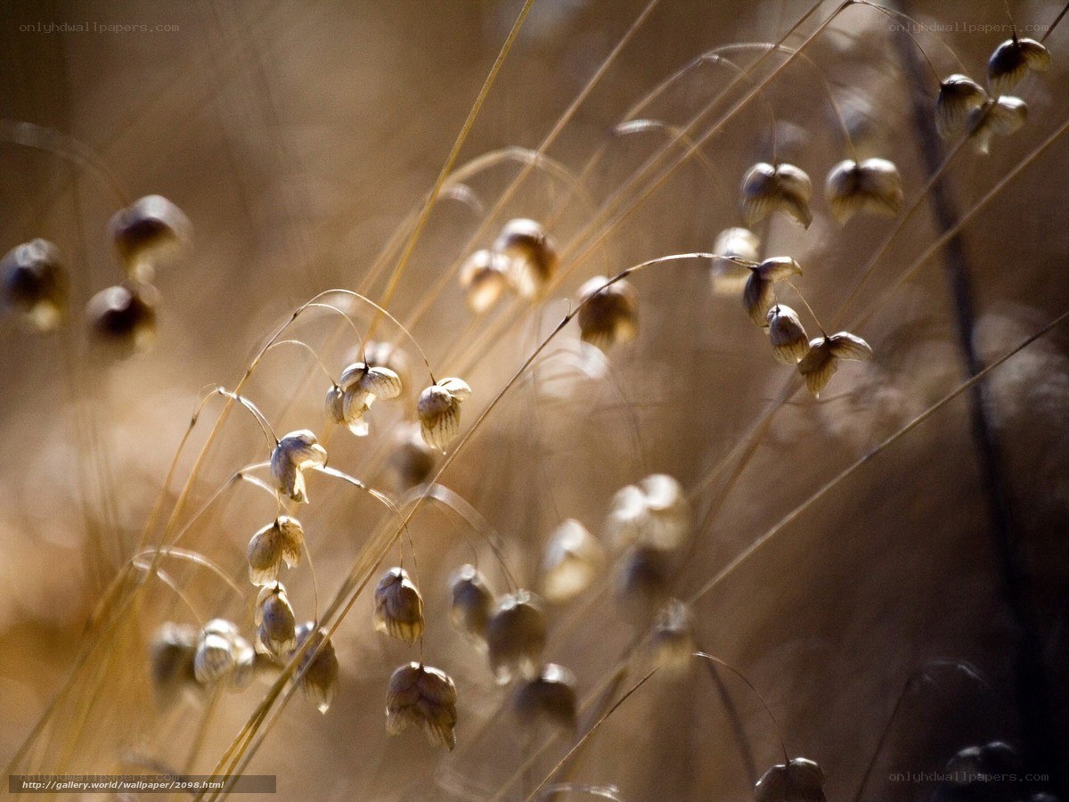 Sunlit dried grasses