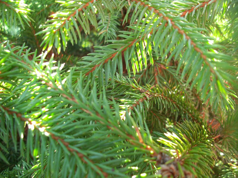 sunlit evergreen branches