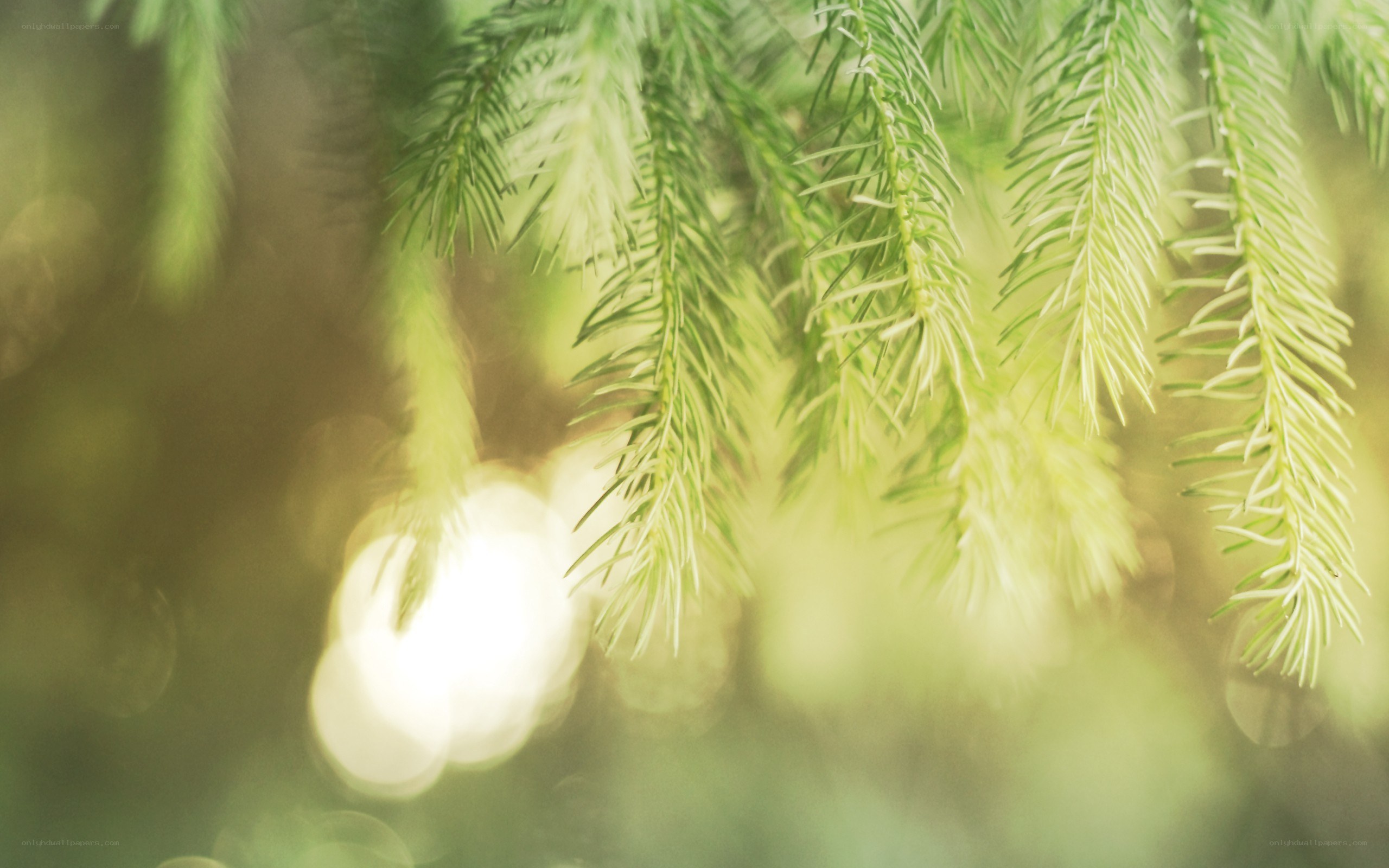 sunlit evergreen branches