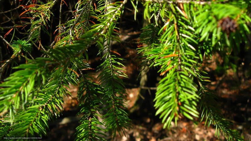 Sunlit evergreen branches