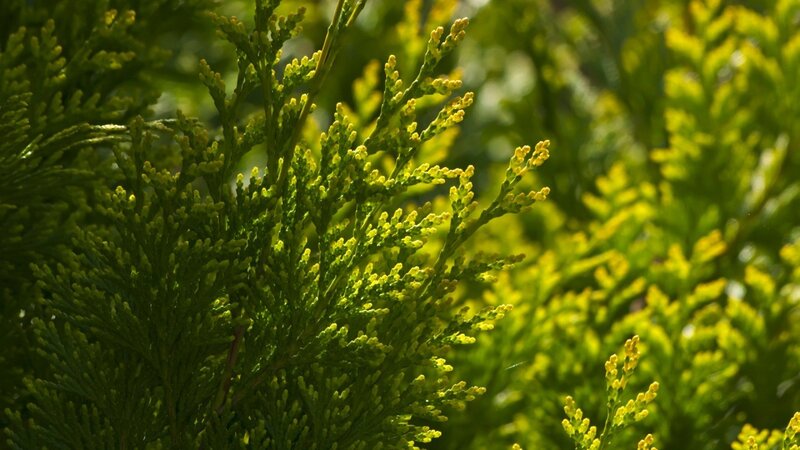sunlit evergreen foliage