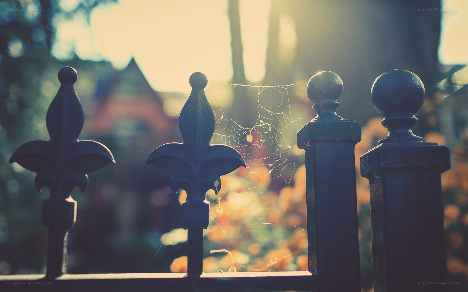 Sunlit fence with spiderweb