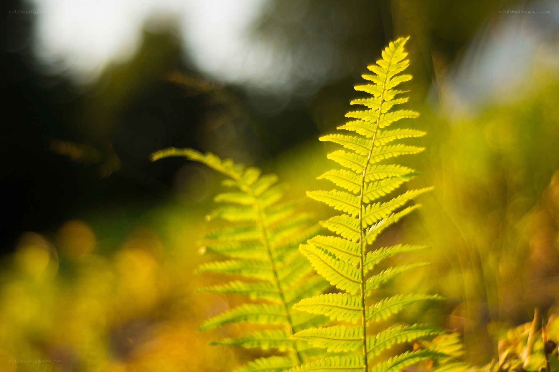 Sunlit fern frond