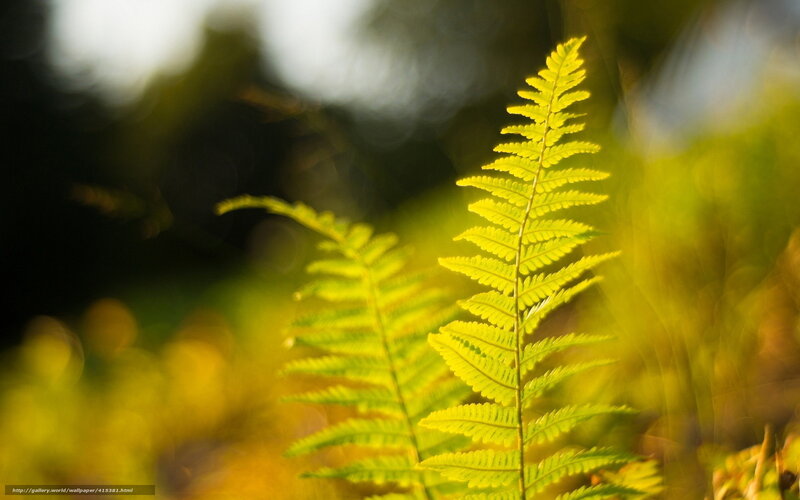 Sunlit fern frond