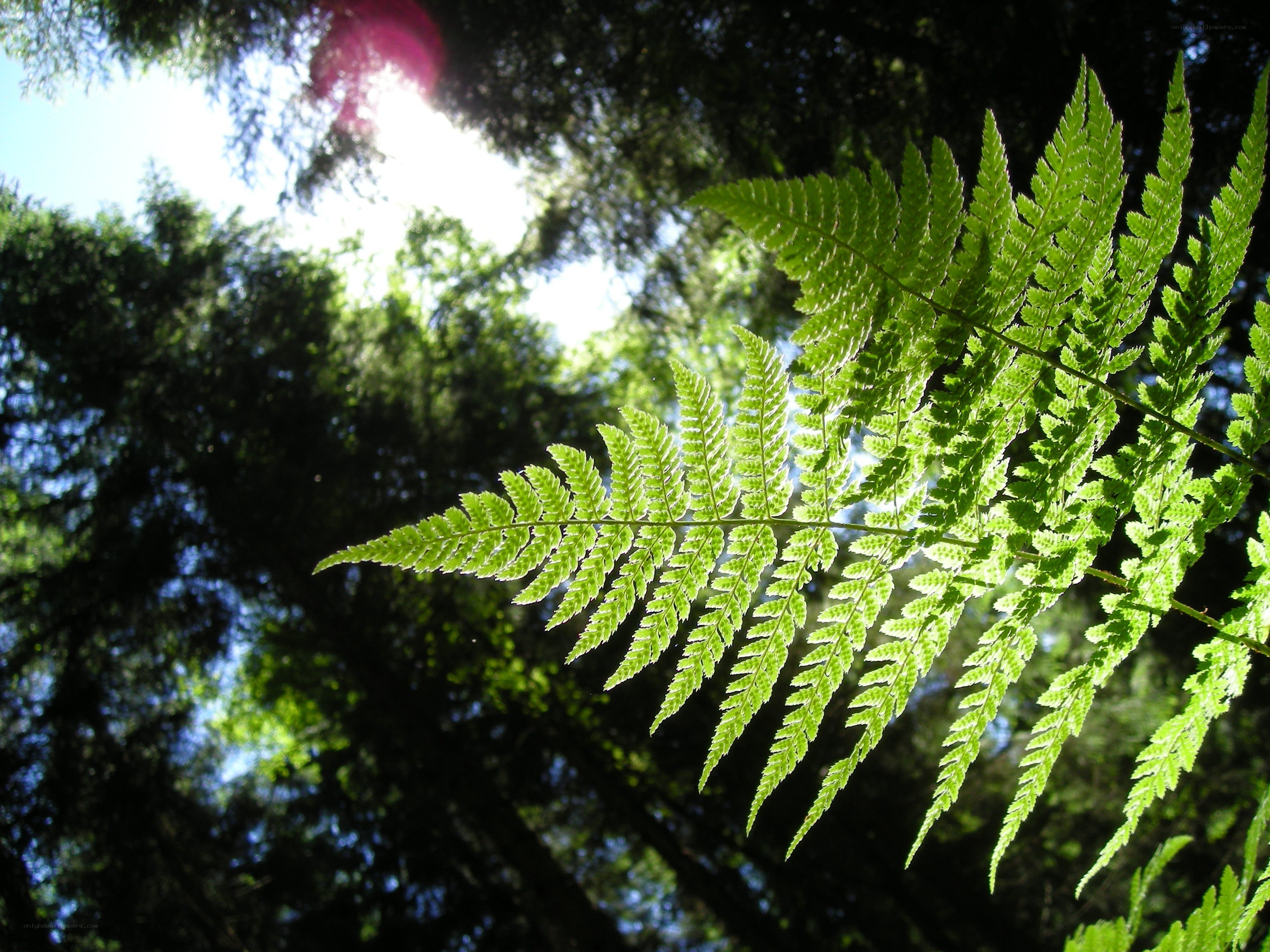 Sunlit fern in forest