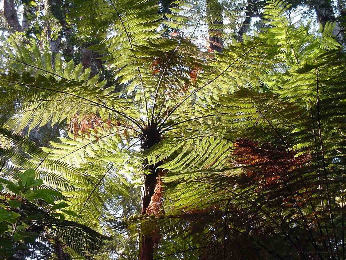 Sunlit fern in forest