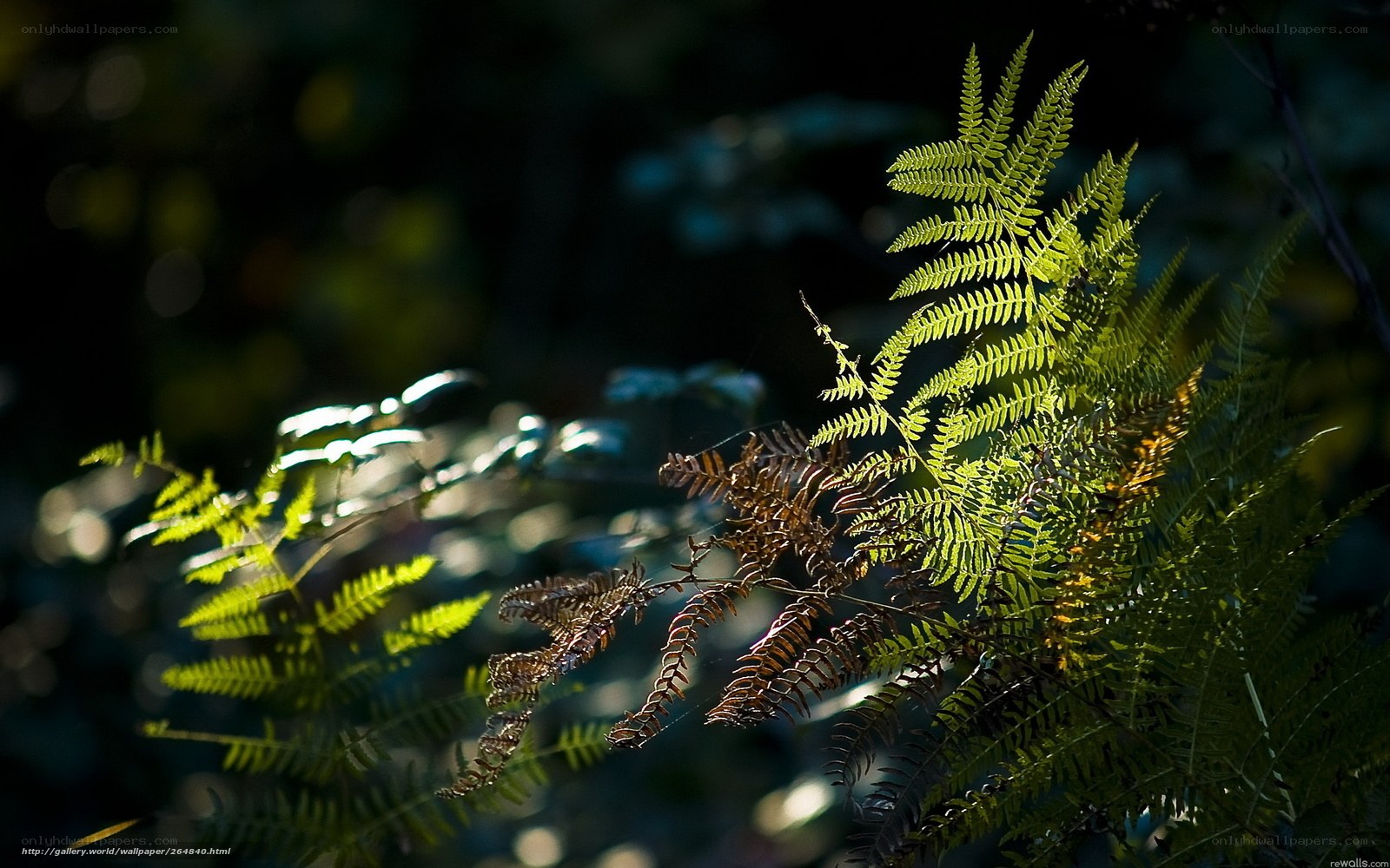 Sunlit fern in forest