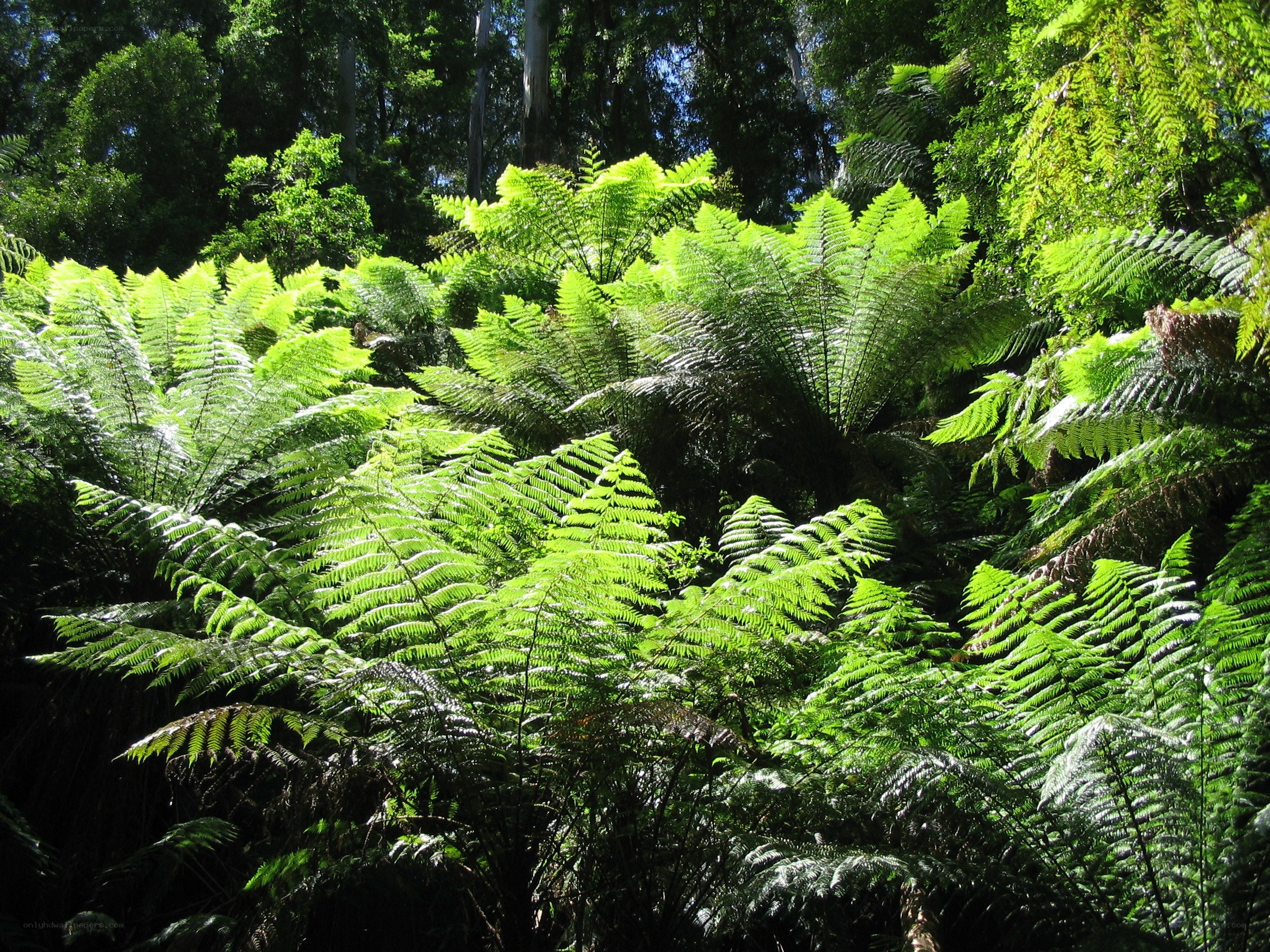 Sunlit ferns in a forest
