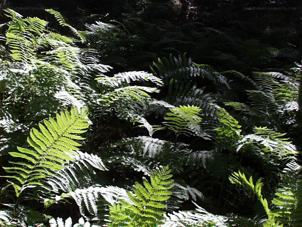 Sunlit ferns in a forest