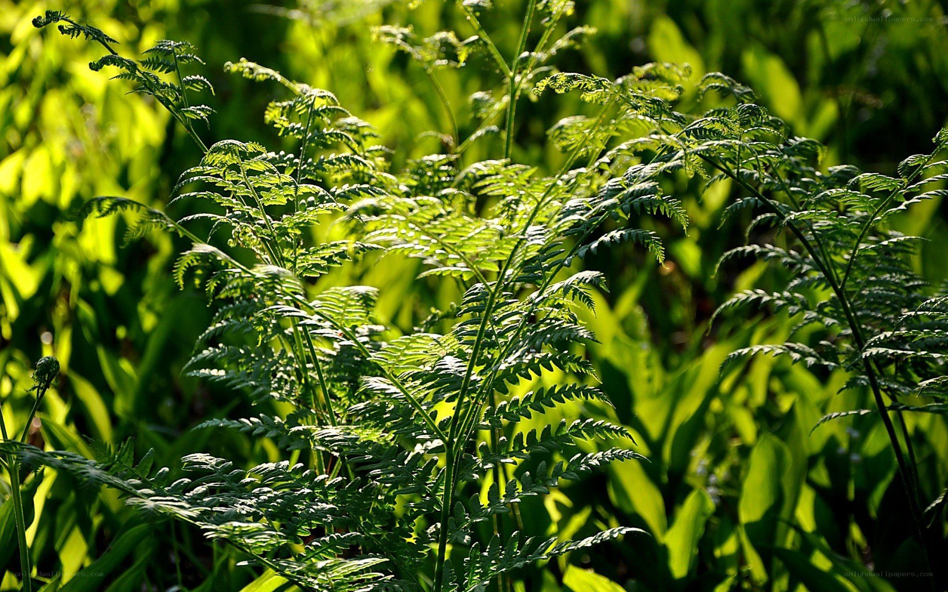 Sunlit ferns in a forest